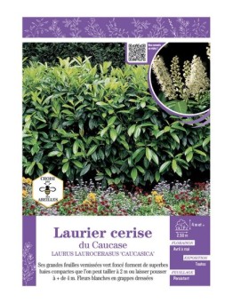 LAURUS LAURICERASUS CAUCASICA voir LAURIER-CERISE DU CAUCASE