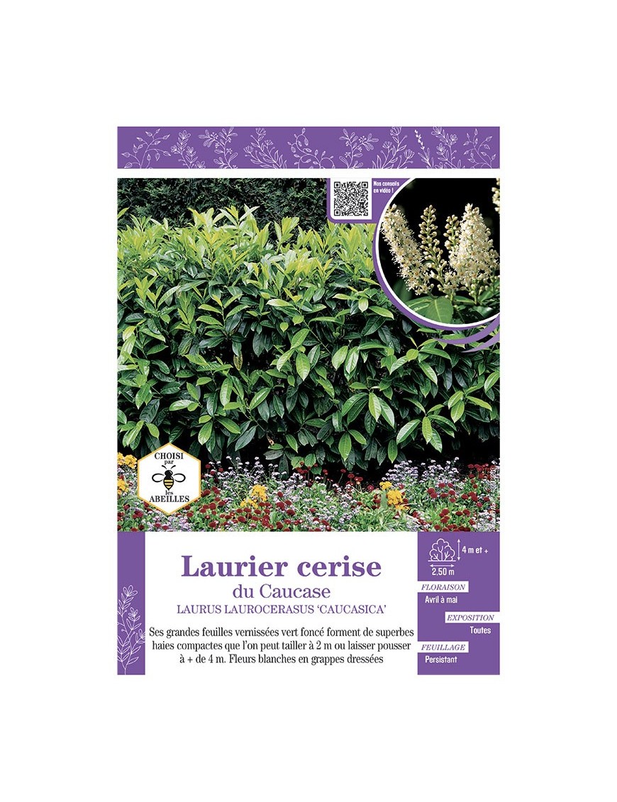 LAURUS LAURICERASUS CAUCASICA voir LAURIER-CERISE DU CAUCASE