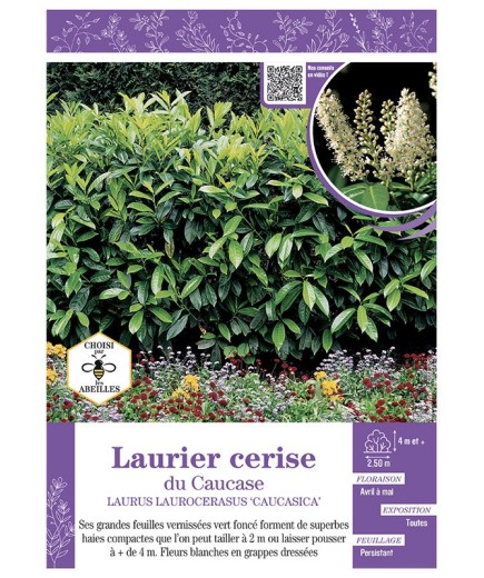 LAURUS LAURICERASUS CAUCASICA voir LAURIER-CERISE DU CAUCASE