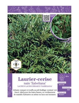 LAURUS LAURICERASUS ZABELIANA voir LAURIER-CERISE NAIN