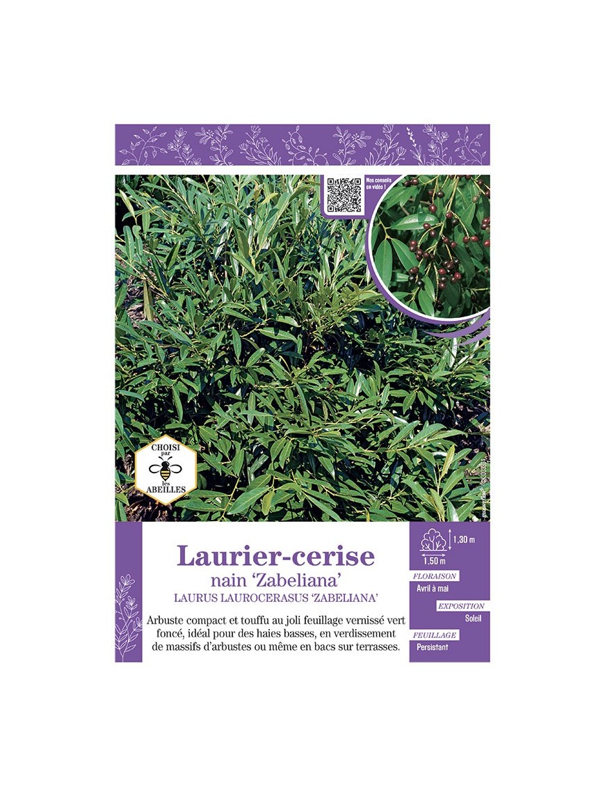 LAURUS LAURICERASUS ZABELIANA voir LAURIER-CERISE NAIN
