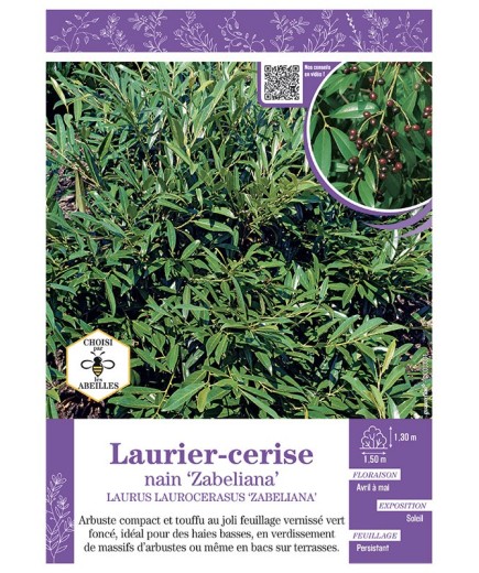 LAURUS LAURICERASUS ZABELIANA voir LAURIER-CERISE NAIN