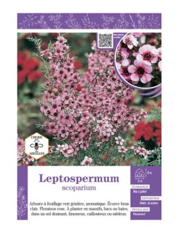 LEPTOSPERMUM (rose)