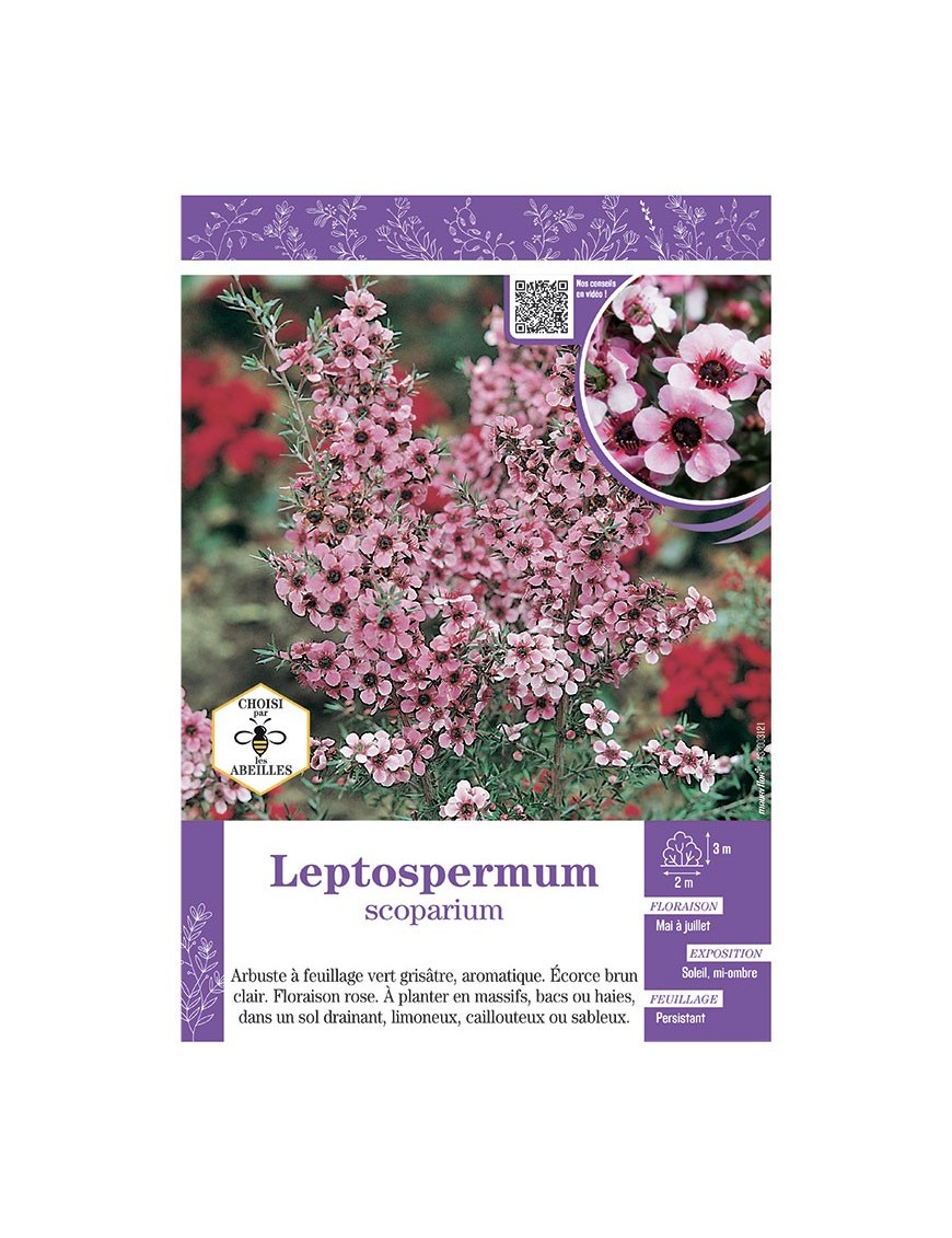 LEPTOSPERMUM (rose)