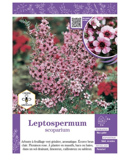 LEPTOSPERMUM (rose)
