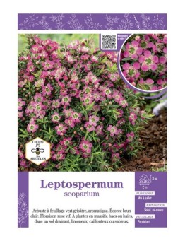 LEPTOSPERMUM (rose vif)