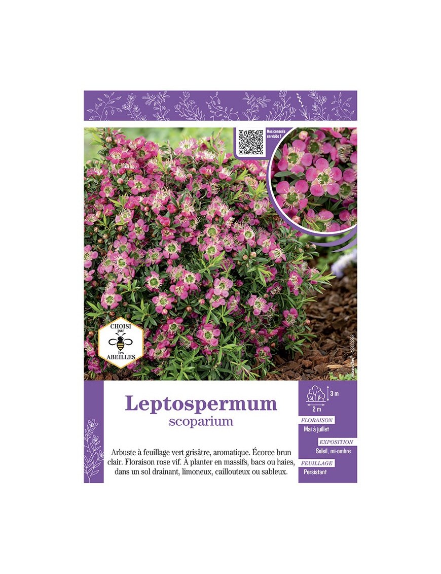 LEPTOSPERMUM (rose vif)
