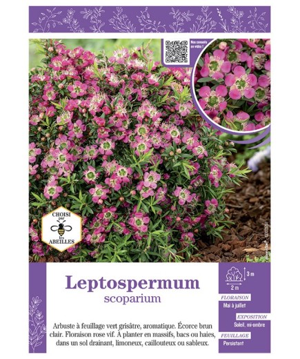 LEPTOSPERMUM (rose vif)