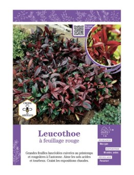 LEUCOTHOE à FEUILLAGE ROUGE