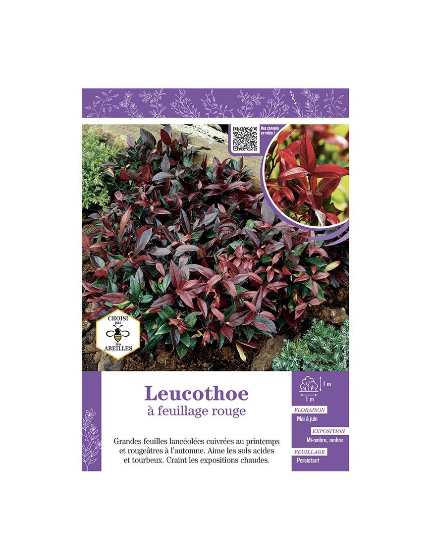 LEUCOTHOE à FEUILLAGE ROUGE