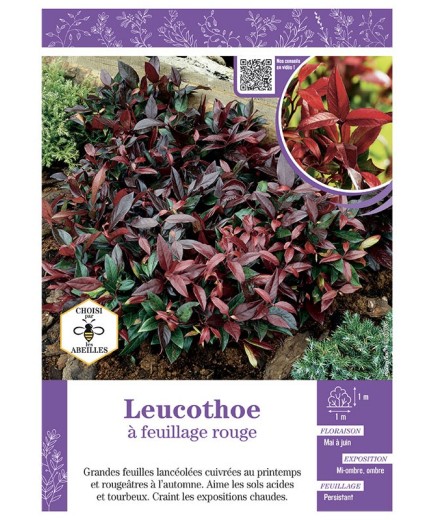 LEUCOTHOE à FEUILLAGE ROUGE