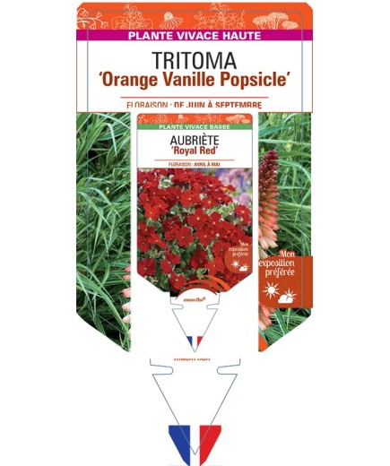 KNIPHOFIA Orange Vanille Popsicle voir Tritoma