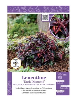 LEUCOTHOE FONTANESIANA DARK DIAMOND