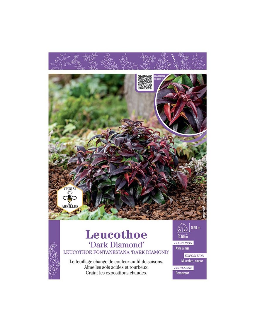 LEUCOTHOE FONTANESIANA DARK DIAMOND