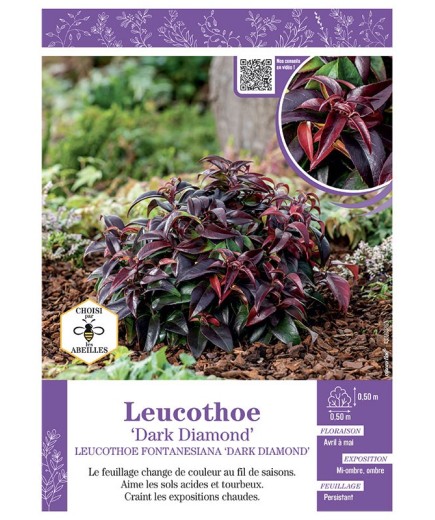 LEUCOTHOE FONTANESIANA DARK DIAMOND
