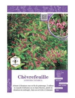 LONICERA TATARICA voir CHÈVREFEUILLE