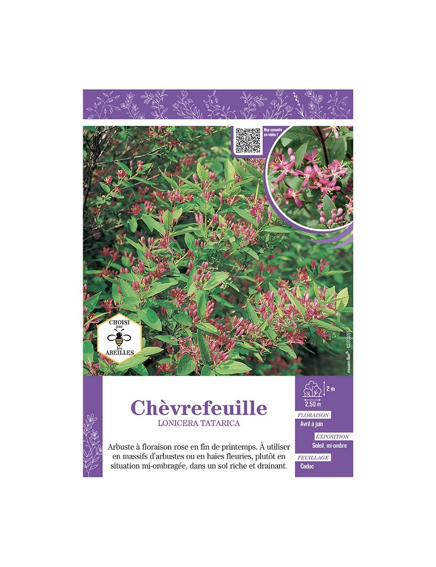 LONICERA TATARICA voir CHÈVREFEUILLE