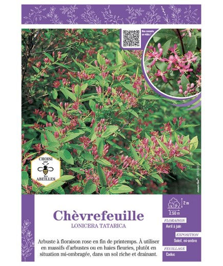 LONICERA TATARICA voir CHÈVREFEUILLE
