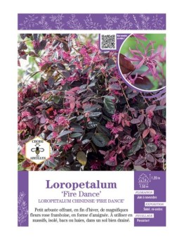 LOROPETALUM CHINENSE FIRE DANCE