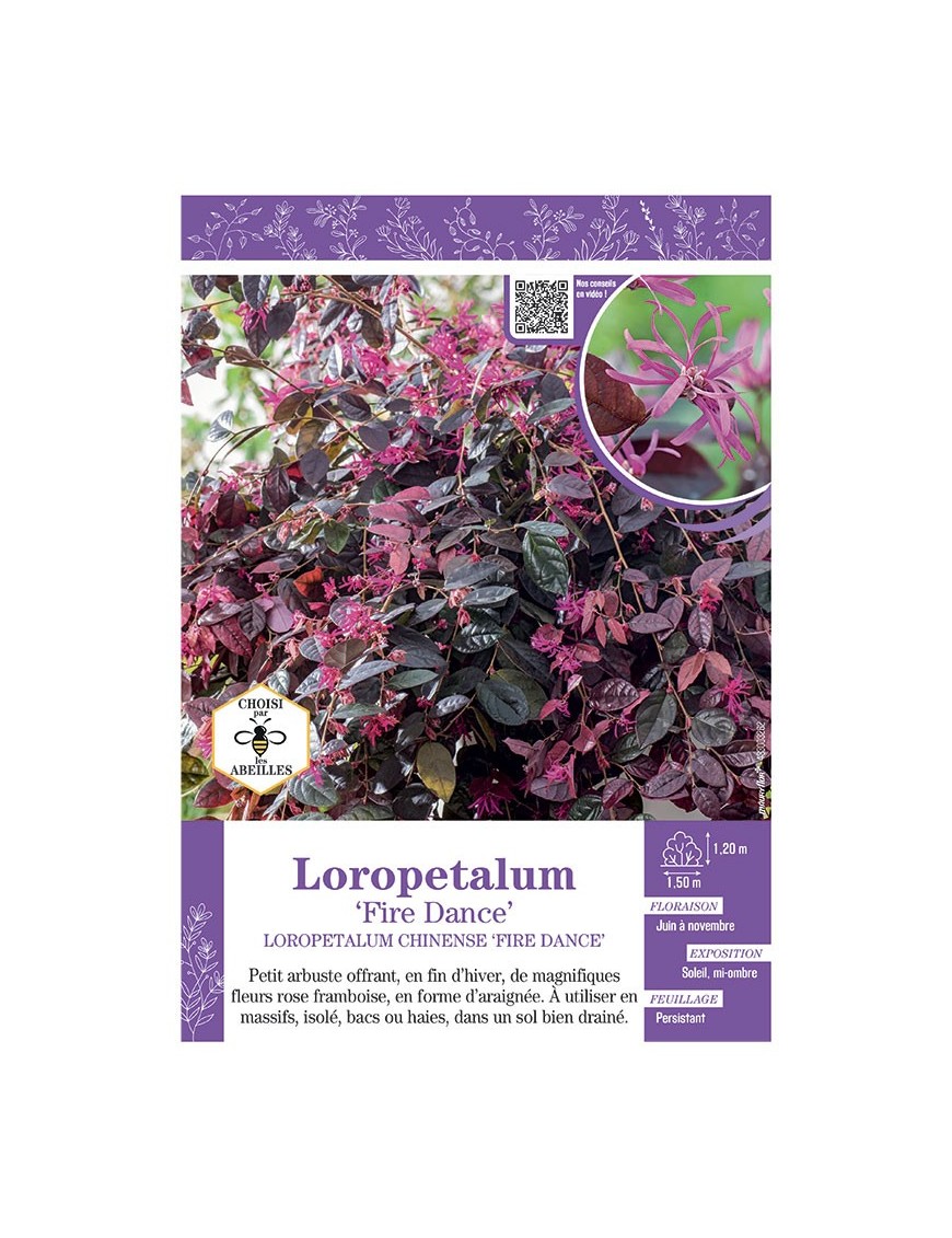 LOROPETALUM CHINENSE FIRE DANCE