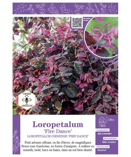 LOROPETALUM CHINENSE FIRE DANCE