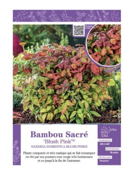 NANDINA DOMESTICA BLUSH PINK® voir BAMBOU SACRÉ