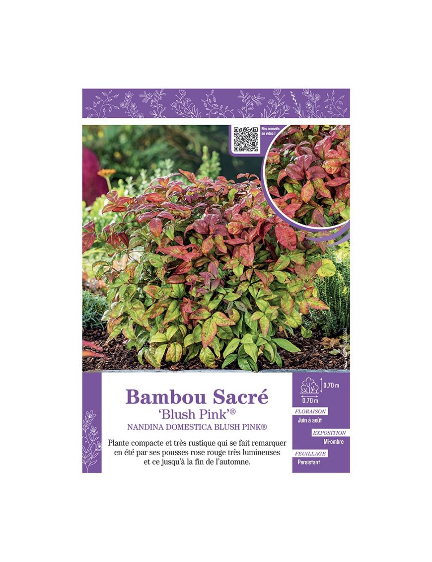 NANDINA DOMESTICA BLUSH PINK® voir BAMBOU SACRÉ