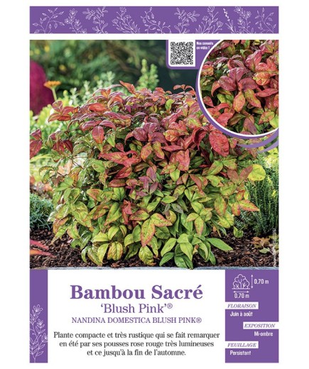 NANDINA DOMESTICA BLUSH PINK® voir BAMBOU SACRÉ