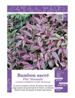 NANDINA DOMESTICA FLIRT Murasaki voir BAMBOU SACRÉ