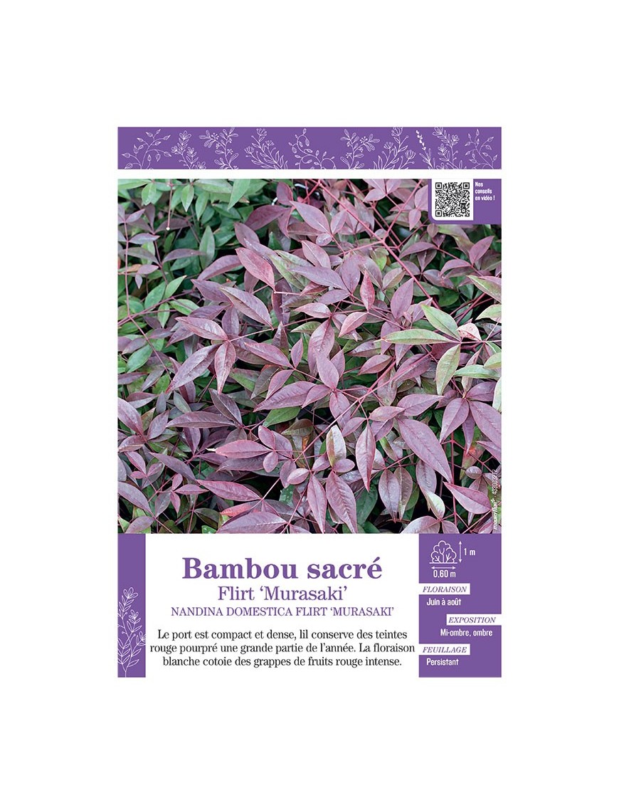 NANDINA DOMESTICA FLIRT Murasaki voir BAMBOU SACRÉ