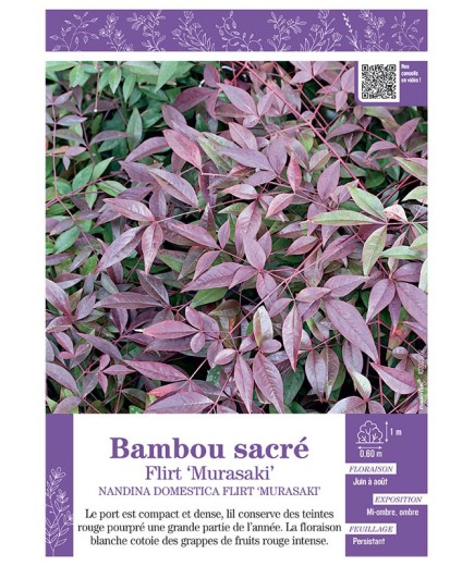 NANDINA DOMESTICA FLIRT Murasaki voir BAMBOU SACRÉ