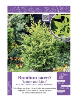 NANDINA DOMESTICA LEMON AND LIME voir BAMBOU SACRÉ