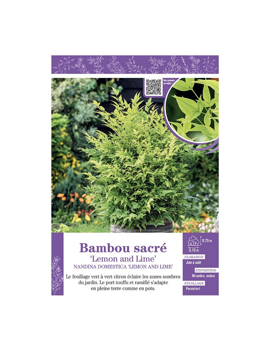 NANDINA DOMESTICA LEMON AND LIME voir BAMBOU SACRÉ