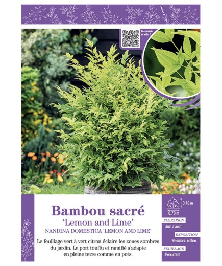 NANDINA DOMESTICA LEMON AND LIME voir BAMBOU SACRÉ