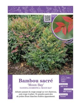 NANDINA DOMESTICA MOON BAY voir BAMBOU SACRÉ