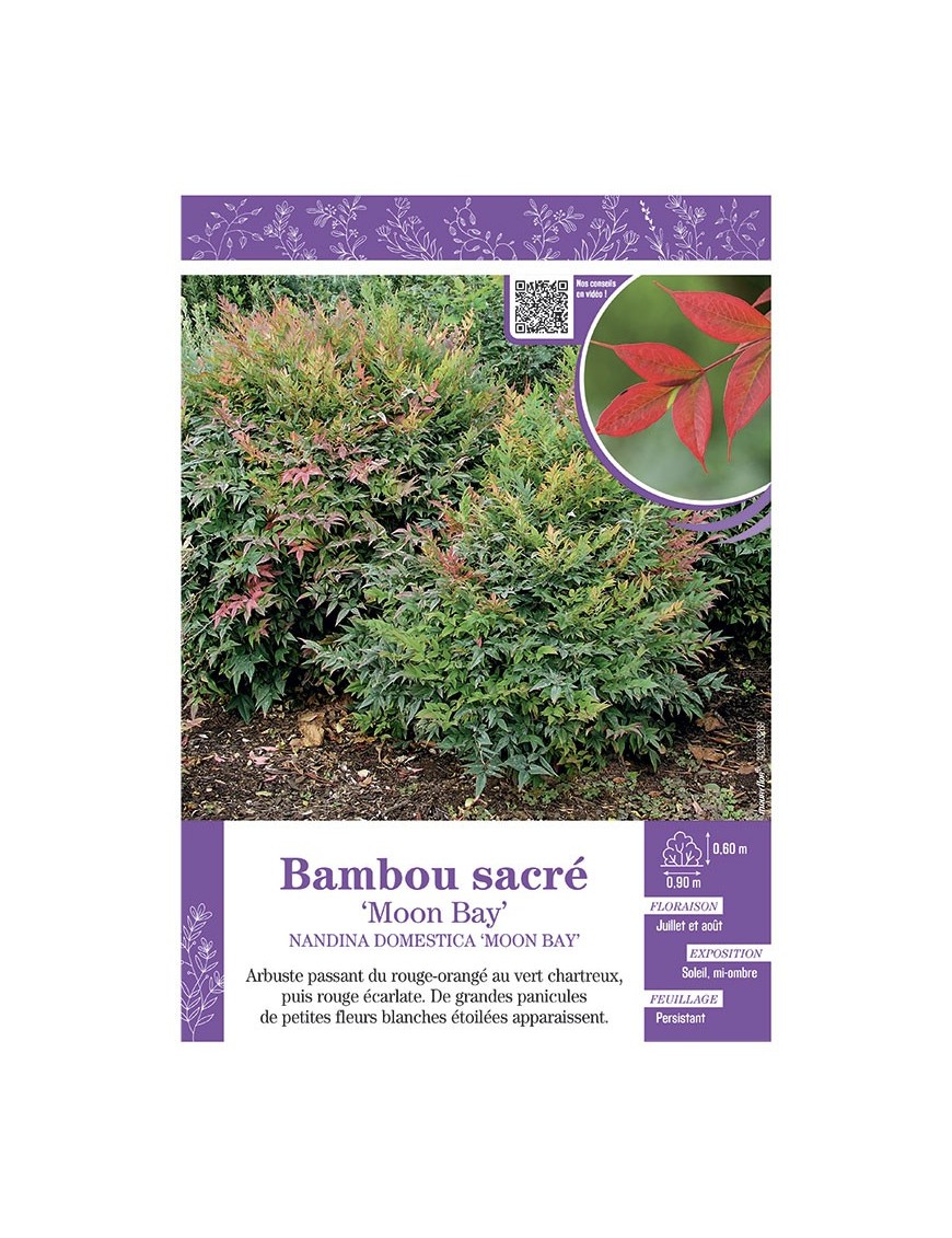 NANDINA DOMESTICA MOON BAY voir BAMBOU SACRÉ