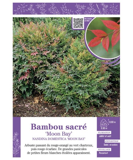 NANDINA DOMESTICA MOON BAY voir BAMBOU SACRÉ