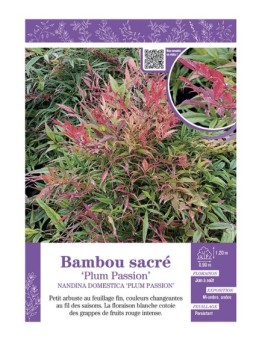 NANDINA DOMESTICA PLUM PASSION voir BAMBOU SACRÉ