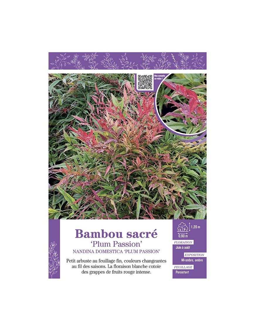 NANDINA DOMESTICA PLUM PASSION voir BAMBOU SACRÉ