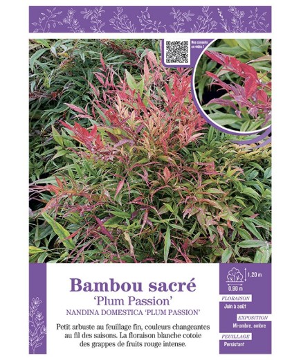 NANDINA DOMESTICA PLUM PASSION voir BAMBOU SACRÉ