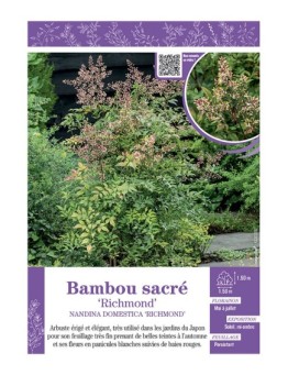 NANDINA DOMESTICA RICHMOND voir BAMBOU SACRÉ