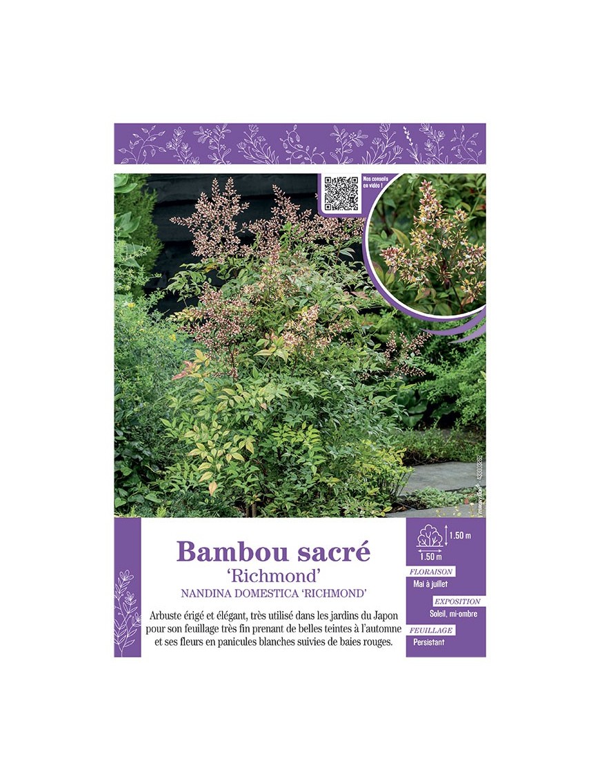 NANDINA DOMESTICA RICHMOND voir BAMBOU SACRÉ
