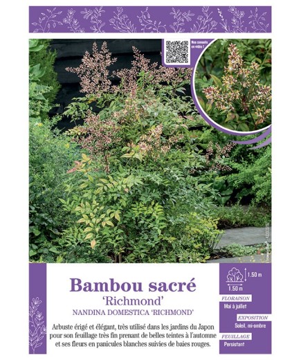 NANDINA DOMESTICA RICHMOND voir BAMBOU SACRÉ