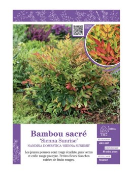 NANDINA DOMESTICA SIENNA SUNRISE voir BAMBOU SACRÉ
