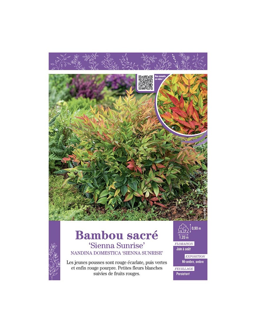 NANDINA DOMESTICA SIENNA SUNRISE voir BAMBOU SACRÉ