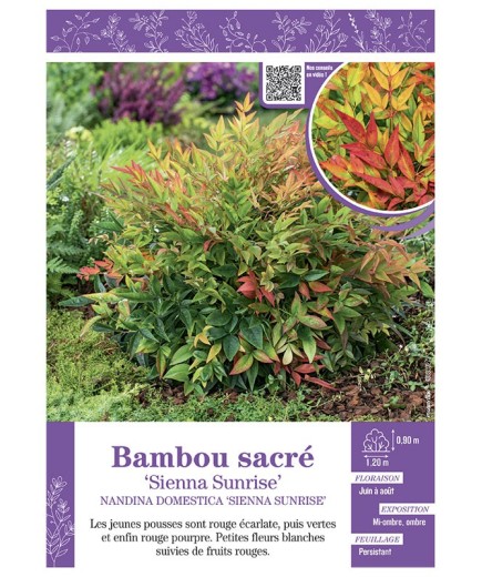 NANDINA DOMESTICA SIENNA SUNRISE voir BAMBOU SACRÉ