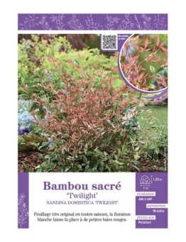 NANDINA DOMESTICA TWILIGHT voir BAMBOU SACRÉ