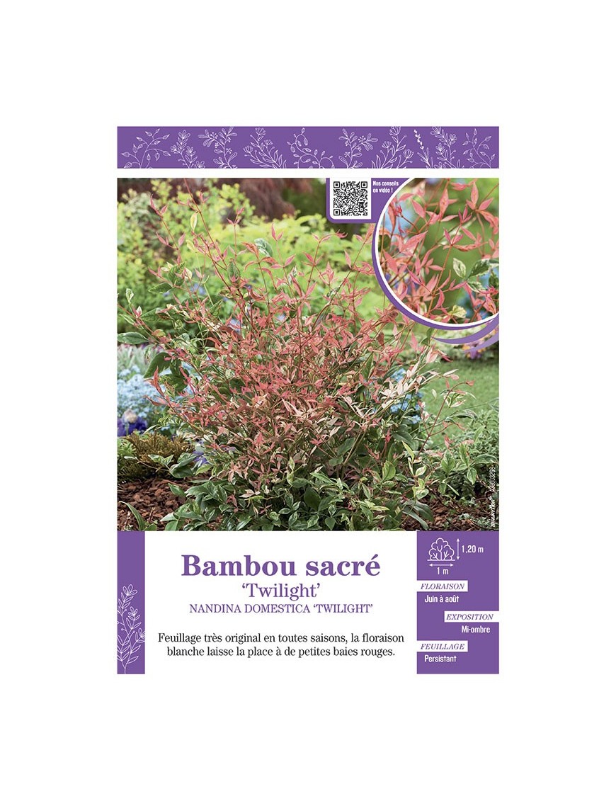 NANDINA DOMESTICA TWILIGHT voir BAMBOU SACRÉ