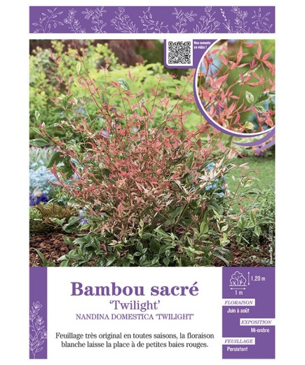 NANDINA DOMESTICA TWILIGHT voir BAMBOU SACRÉ