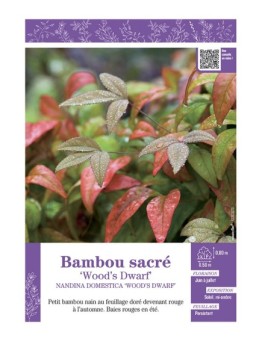 NANDINA DOMESTICA WOOD'S DWARF voir BAMBOU SACRÉ